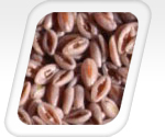 Psyllium Seeds